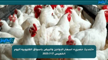 «تحديث حصري» أسعار الدواجن والبيض بأسواق القليوبية اليوم الخميس 17-7-2025